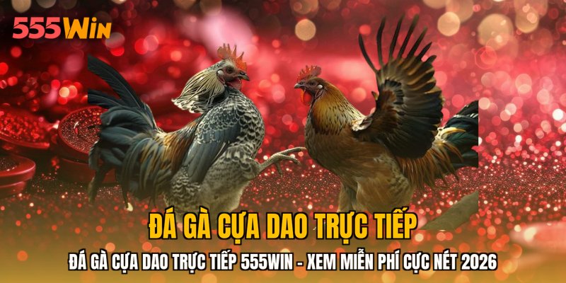 Đá Gà Cựa Dao Trực Tiếp 555WIN - Xem Miễn Phí Cực Nét 2026