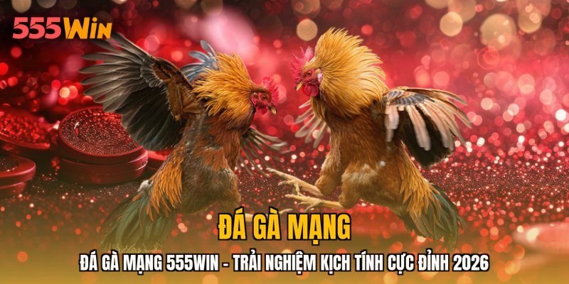 Đá Gà Mạng 555WIN - Trải Nghiệm Kịch Tính Cực Đỉnh 2026