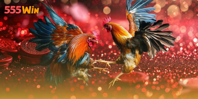 Hướng dẫn tham gia theo dõi trận đấu