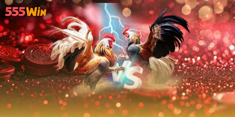 Khám phá thế giới đá gà mạng siêu hấp dẫn