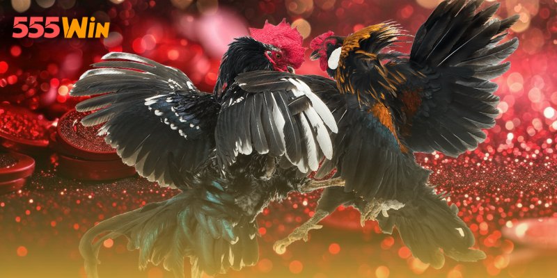 Trận đá gà Thomo Campuchia đang diễn ra sôi động